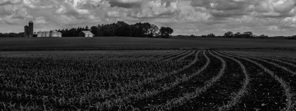 Corn rows and barn in b&w